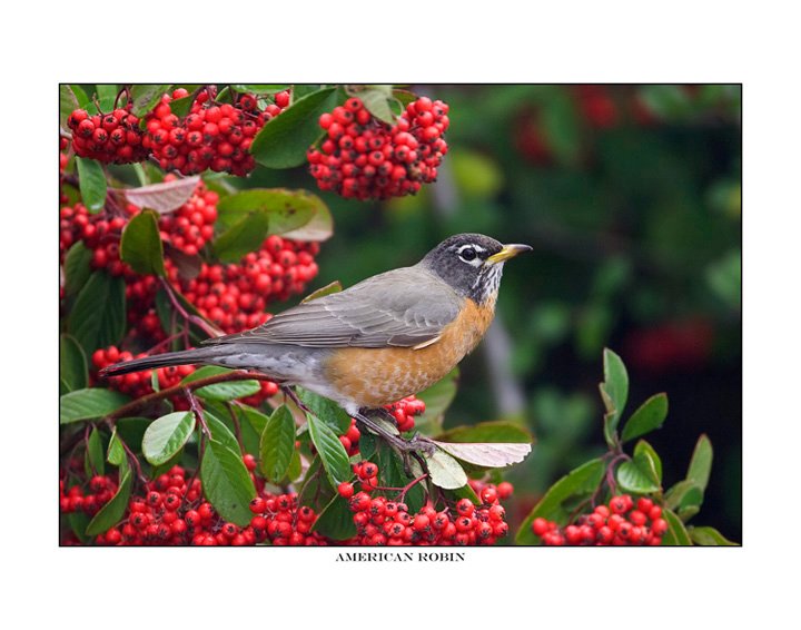 3271 american robin.jpg